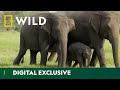 4 Good Reasons to Love Elephants | World Elephant Day | National Geographic Wild UK