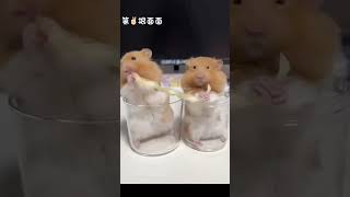 金絲熊 可愛ー hamster roborovski funny hampster crazy hamsters #winterwhitehamster #hamsterhabitats