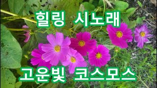 박진선 솔바람 힐링 시노래(고운빛 코스모스 - 아름다운 코스모스 보시며 힐링 하세요 )