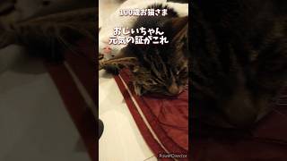 【21歳老猫ココさん】さるお君にハグされて寝るおじいちゃん🤭 #高齢猫 #猫のいる暮らし #老猫 #老猫ココ #cat #保護猫 #シニア猫 #お猫様 #老猫介護 #高齢猫 #猫の日常 #おじいにゃん