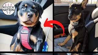 Best Seat Belt For Dog | Top 5 Best Dog  Seat Belt Reviews 2023