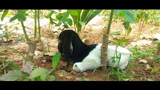 വീട്ടിൽ കഴിഞ്ഞ ദിവസം പ്രസവിച്ച ആട്ടിൻ കുട്ടി |Goat Farming |ആട് വളർത്തൽ