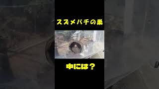 スズメバチの巣の中は？