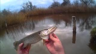 Livebiss beim Spinnfischen am Neusiedlersee