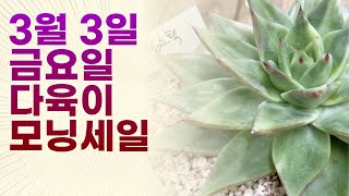 [판매완료] 다육이 모닝세일  l 3월 3일 금요일 #다육이 #금다육 #다육이창 #다육이키우기 #다육 #다육식물