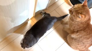 カワウソさくら カワウソと猫のお出迎えの勢いがすごい Otter and cat welcome mom