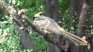 Backyard Birds In Canberra - Young Eastern Koel,  2023.