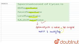 Spermatozoid of Cycas is  | 12 | KINGDOM PLANTAE OR METAPHYTA  | BIOLOGY | DINESH PUBLICATION EN...