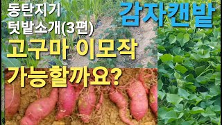 동탄지기 텃밭소개(3편) 고구마 이모작 재배(감자수확후). Cultivation of sweet potato cultivation (after harvesting potatoes)