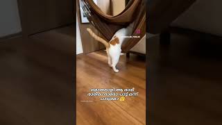 മൊതലാളി ആ രാരി രാരി രം പാട്ട് ഒന്ന് പാട്!Funny cat video!