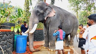 പാമ്പാടി രാജന്റെ മാസ്സ് വരവ് 🔥😎 | Pambadi Rajan | Pambadi Rajan Latest | Pambadi Rajan Elephant