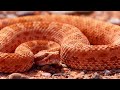 4k desert safari u0026 relaxing wild sounds 4k deserts relaxation film wildlife animals screensaver