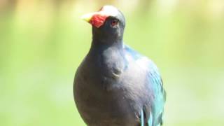 Frango-d'água-azul (Porphyrio martinicus) São Pedro SP.