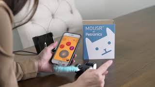 Petronics Mousr Robo Cat Toy blogger review