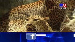 ChhotaUdaipur: Forest dept launches rescue operation to catch 'man-eater' leopard in Bandi village