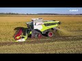 claas in campo 2022 lexion 8700 terra trac