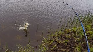 Crazy pike jumps out of water chasing fishing lure.