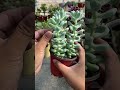 useful tips for succulents 多肉植物 다육이들 suculentas