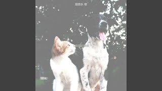 精彩训练猫环境