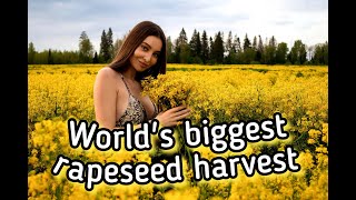 World's Largest Rapeseed Harvest! #prostoagro