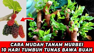 INI RAHASIA CARA MENANAM MURBEI/MULBERRY - 10 HARI TUMBUH TUNAS DAN BAWA BUAH