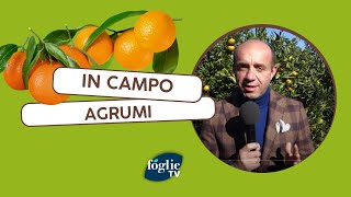 FOGLIE TV - Alla scoperta delle clementine