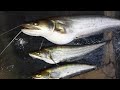 kurnool fishing waluga fishing korramenu fishing eel fishing river fishing