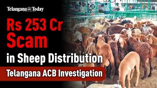 Sheep Distribution Scam in Telangana: Rs 253 Cr Allegation and ACB Investigation | Telangana News