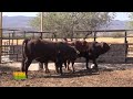 Tierra Fértil Tv- Manejo de ganado Beef Master en corrales 