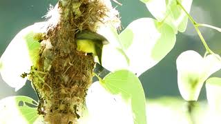 นกกินปลีอกเหลืองทำรัง-วางไข่