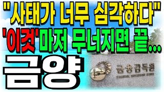 [금양 주가전망] \