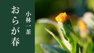 【朗読】小林一茶「おらが春」（抄）