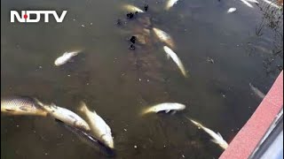 Hundreds Of Fish Found Dead In Guwahati Water Tank Due To Lack Of Oxygen