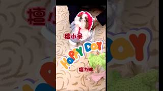 #檀小呆 #檀力球 #檀健次 #Tanjianci #dogshorts #viral #happydogs  #happy