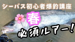 【シーバス初心者爆釣講座】意外に簡単！春シーバスおすすめルアーや釣り方コツ。