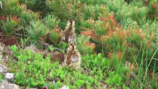 4K　雷鳥坂の雷鳥親子２