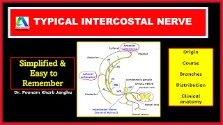 Typical intercostal nerve | Typical thoracic nerve anatomy - course, branches, distribution |