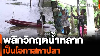 พลิกวิกฤตน้ำหลาก เป็นโอกาสหาปลา | จับตารอบทิศ | 26 ส.ค. 67