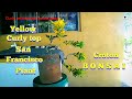 San Francisco Yello curly top croton bonsai #croton #bonsaiart #video #viral @dipalotv5110