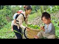 Single mother harvests green vegetables to sell at the market, Gardening,Taking care of her children