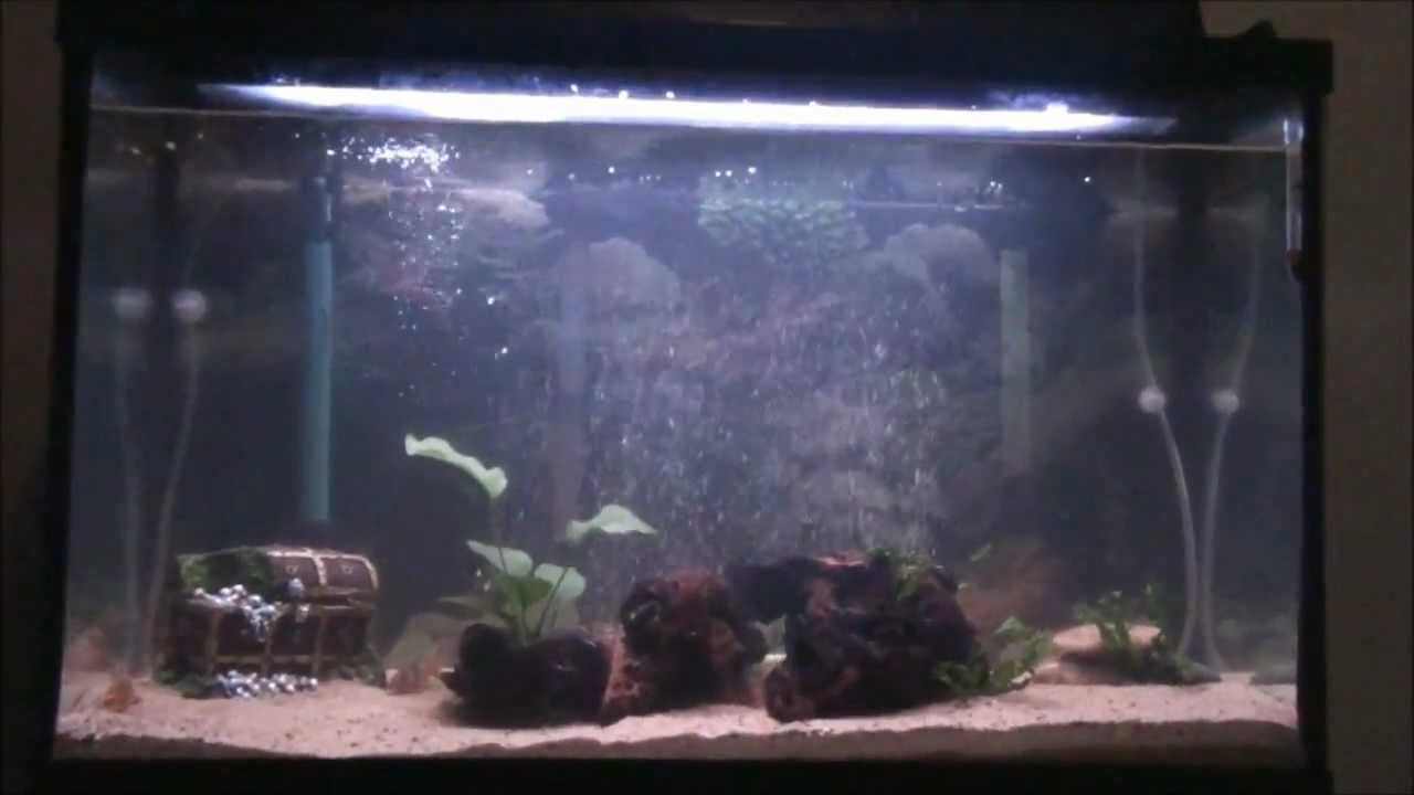 Fish Tank Setup Youtube