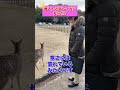 【動物と話す】奈良の鹿さんとお話しパート2！ shorts