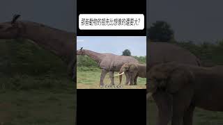 那些動物的祖先比想像的還要大？#科普 #漲知識