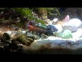 rare red headed jawfish 24 gal