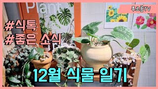 12월 식물일기 (좋은 소식 스포) 온실 터지기 직전