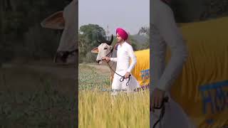 ox race • punjab top bull Sultana |Sidhu moose wala song #shorts #punjabi #ytshorts #sidhumoosewala