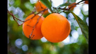 Plantar Laranja em Casa Fácil (Champagne , Sanguínea, Seleta, Pera, ...)