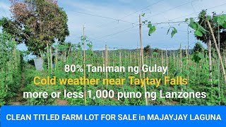 #Vlog251 FARM LOT FOR SALE CLEAN TITLED | Taniman ng mga Gulay in MAJAYJAY LAGUNA | Cold weather 🍃🏔️