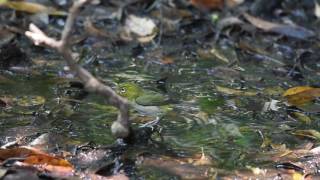 シチトウメジロの水浴び、途中イイジマムシクイも　三宅島／Japanese White-eye ssp. taking a bath in Miyake Island