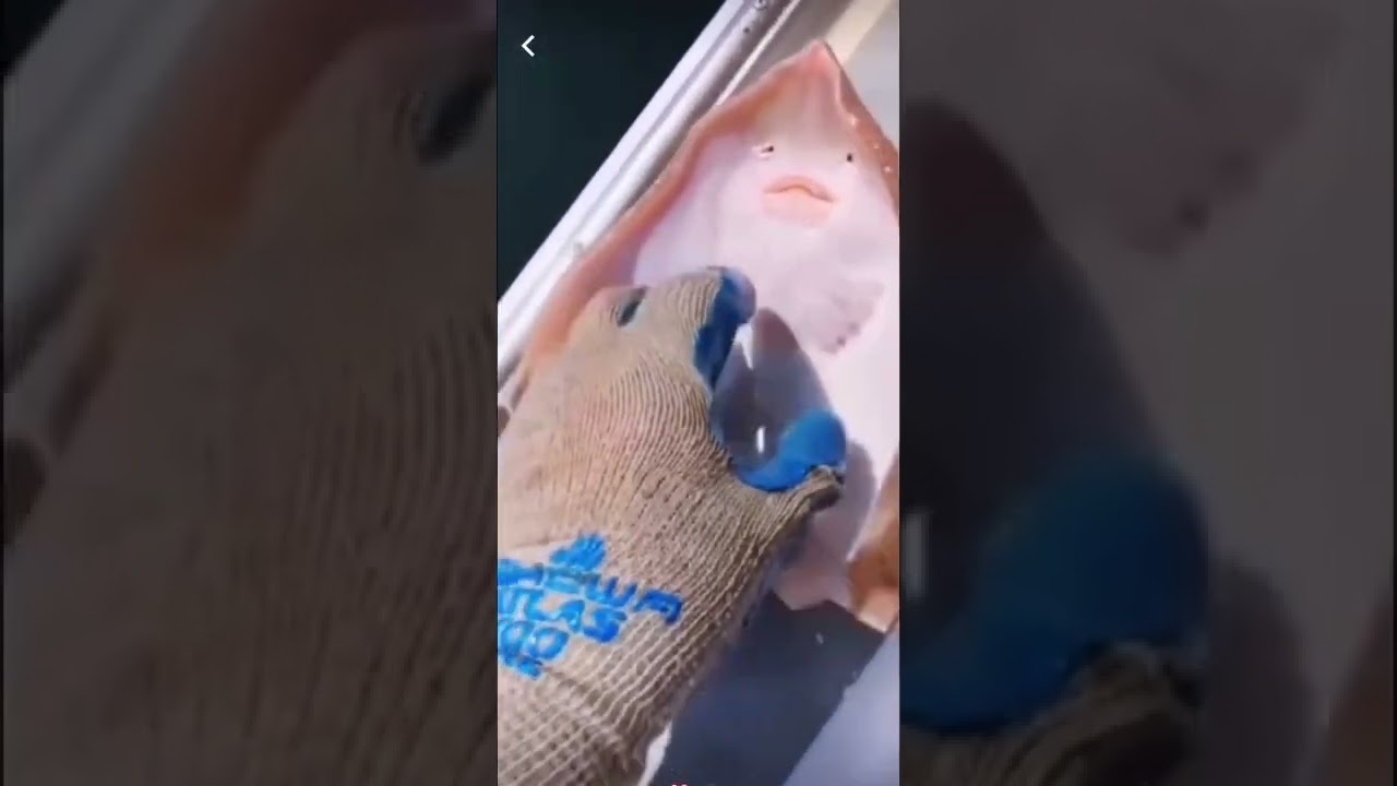 How To Tickle A Fish Youtube